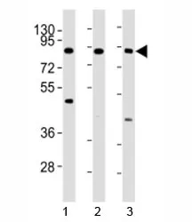 IKK beta Antibody - image 1