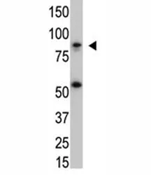 IKK beta Antibody - image 1
