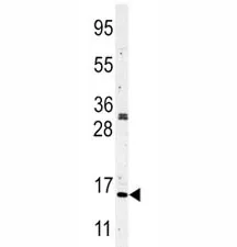 Histone H3 Antibody - image 1