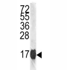 Histone H3.1 Antibody - image 1