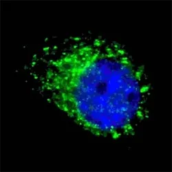 MAP1LC3A Antibody - image 1