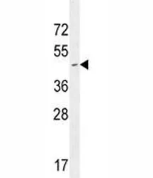 CD34 Antibody - image 1