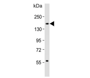 CD11b Antibody - image 1