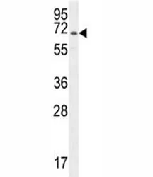 CD31 Antibody - image 1