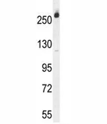CAD Protein Antibody - image 1