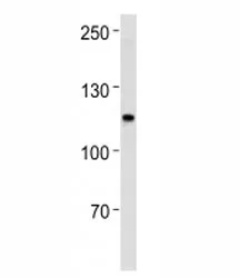MSH2 Antibody - image 1