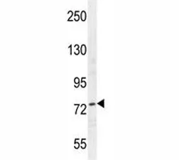 Nucleolin Antibody - image 1