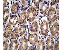 Axin-1 Antibody - image 1