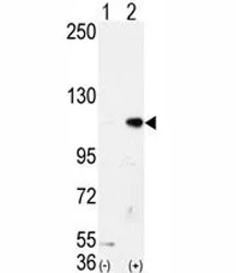 LSD1 Antibody - image 1