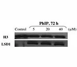 LSD1 Antibody - image 1