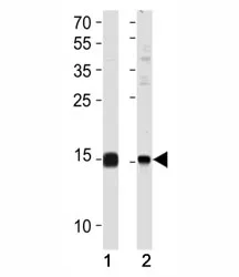 SUMO2/3 Antibody - image 1