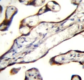 GDF15 Antibody - image 1