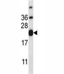 CD3e Antibody - image 1
