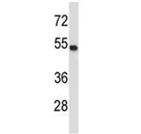 TUBA4A Antibody (Tubulin alpha 4A) - image 1