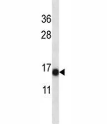 S100A7 Antibody - image 1
