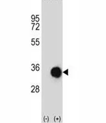 this is the product image placeholder