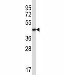 BMP2 Antibody - image 1