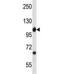 c-Abl Antibody / Abl1 - image 1