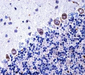Macrophage colony stimulating factor 1 receptor Antibody (Csf1r) - image 1