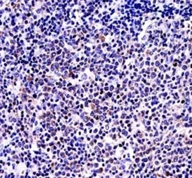 BAFF Antibody - image 1