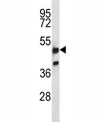 NRF1 Antibody - image 1
