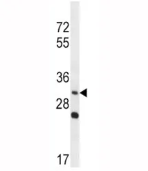 WNT3A Antibody - image 1