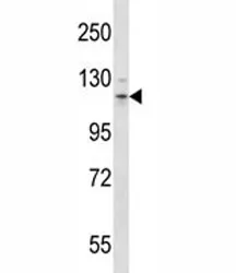 Flt3 Antibody - image 1