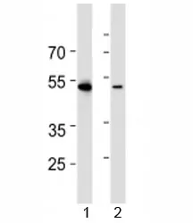 RUNX3 Antibody - image 1