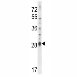 IL17D Antibody - image 1