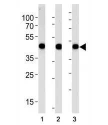 Actin Antibody (alpha) - image 1