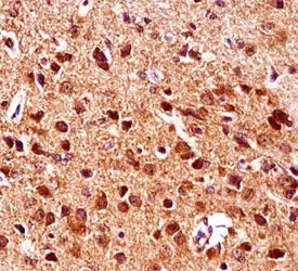 Gsk3b Antibody - image 1