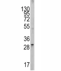 SCF Antibody (KITLG) - image 1