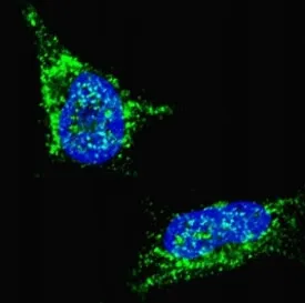 LIN28B Antibody - image 1