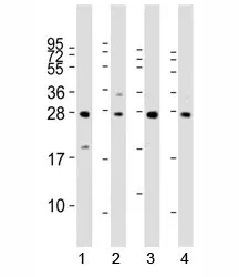 LIN28B Antibody - image 1
