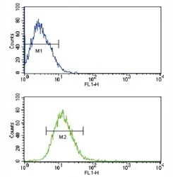 TLR2 Antibody - image 1