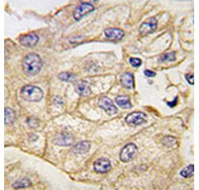 TLR2 Antibody - image 1