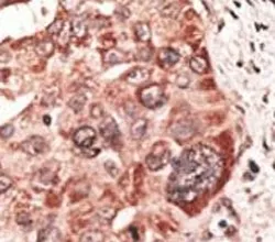 Recoverin Antibody - image 1