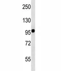 Integrin beta 7 Antibody (ITGB7) - image 1