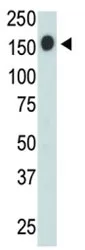 CD45 Antibody - image 1