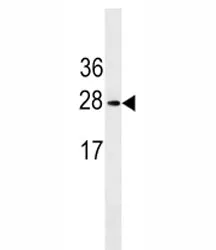 Erythropoietin Antibody - image 1