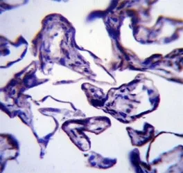 Leptin Antibody (LEP) - image 1