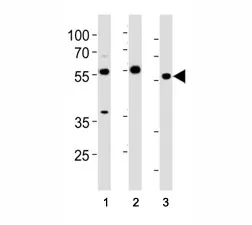 HDAC Antibody - image 1