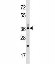 CD68 Antibody - image 1