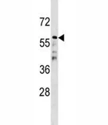 CDC20B Antibody - image 1