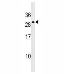 Erythropoietin Antibody - image 1