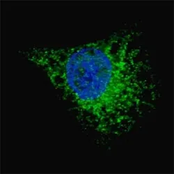 LC3A Antibody (MAP1LC3A) - image 1