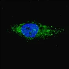 LC3A Antibody (MAP1LC3A) - image 1