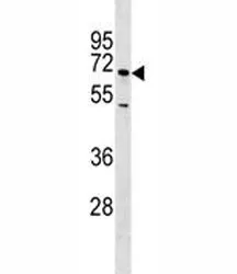 E-Selectin Antibody - image 1