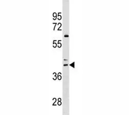 CCR4 Antibody - image 1
