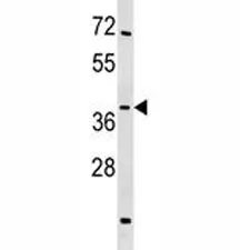 SIRT4 Antibody - image 1